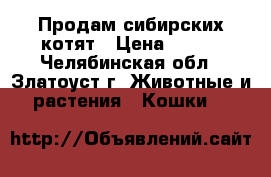 Продам сибирских котят › Цена ­ 300 - Челябинская обл., Златоуст г. Животные и растения » Кошки   